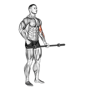 Animación de barbell alternate biceps curl