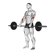 Animación de barbell reverse curl