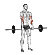 Animación de barbell standing reverse grip curl