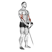 Animación de cable hammer curl (with rope)