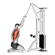 Animación de cable one arm straight back high row (kneeling)