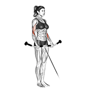 Animación de cable reverse curl