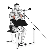 Animación de cable reverse preacher curl