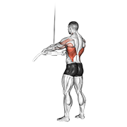 Animación de cable straight arm pulldown
