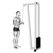 Animación de cable triceps pushdown (v-bar)