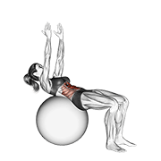 Animación de crunch (on stability ball, arms straight)