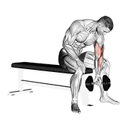 Animación de dumbbell concentration curl