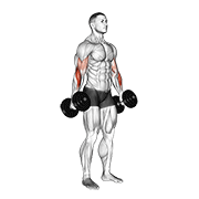 Animación de dumbbell hammer curl v. 2