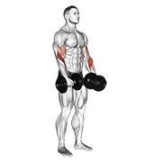 Animación de dumbbell revers grip biceps curl