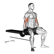 Animación de dumbbell seated curl