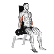 Animación de dumbbell seated inner biceps curl