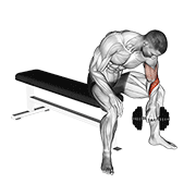 Animación de dumbbell seated revers grip concentration curl