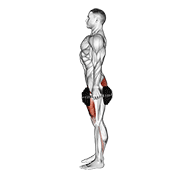 Animación de dumbbell squat