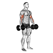 Animación de dumbbell standing biceps curl