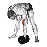Animación de dumbbell standing concentration curl