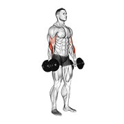 Animación de dumbbell standing reverse curl
