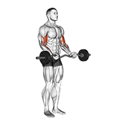 Animación de ez barbell curl