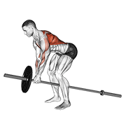 Animación de lever bent over row