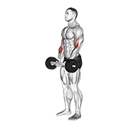 Animación de olympic barbell hammer curl