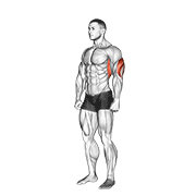 Animación de overhead triceps stretch