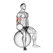 Animación de weighted seated bicep curl (on stability ball)