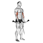 Animación de cable curl