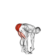 Animación de band stiff leg deadlift