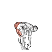 Animación de band straight leg deadlift