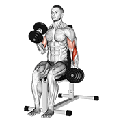 Animación de dumbbell alternate seated hammer curl