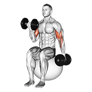 Animación de dumbbell alternating seated bicep curl on exercise ball