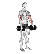 Animación de dumbbell biceps curl reverse