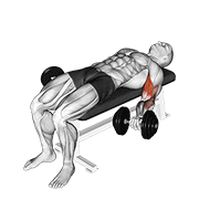 Animación de dumbbell lying supine biceps curl