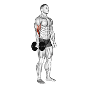 Animación de dumbbell one arm standing hammer curl