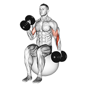 Animación de dumbbell seated alternate hammer curl on exercise ball