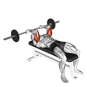 Animación de barbell reverse grip skullcrusher