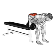 Animación de dumbbell seated bent over triceps extension
