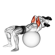 Animación de exercise ball supine triceps extension