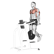 Animación de weighted tricep dips