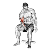 Animación de biceps leg concentration curl