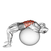 Animación de stability ball crunch (full range hands behind head)