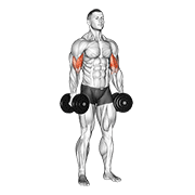 Animación de dumbbell standing inner biceps curl v. 2