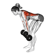 Animación de dumbbell reverse grip row (female)