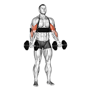 Animación de dumbbell biceps curl (with arm blaster)