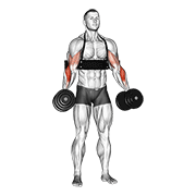 Animación de dumbbell hammer curls (with arm blaster)
