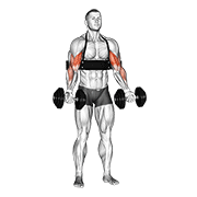 Animación de dumbbell alternate biceps curl (with arm blaster)
