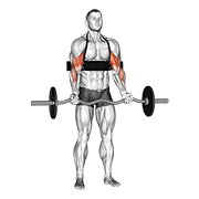 Animación de ez-bar biceps curl (with arm blaster)