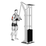 Animación de cable triceps pushdown (v-bar) (with arm blaster)