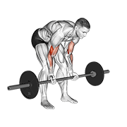 Animación de barbell standing concentration curl