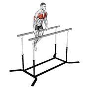 Animación de chest dip on straight bar