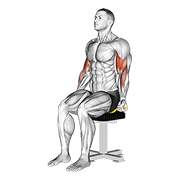 Animación de resistance band seated biceps curl